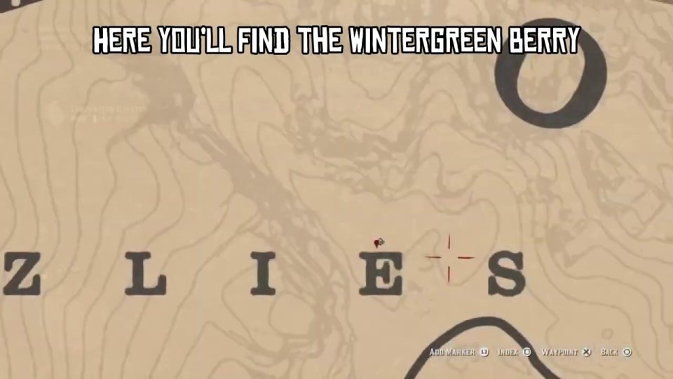 Wintergreen berry - on the ground