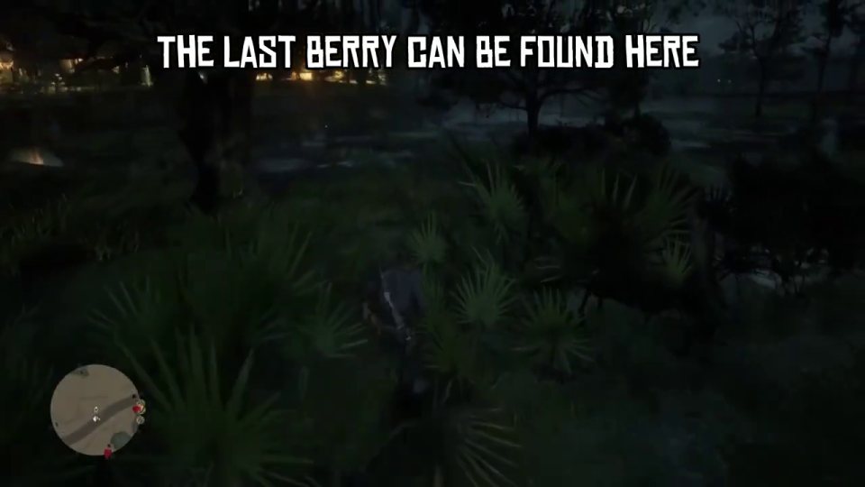 Last berry: evergreen huckleberry