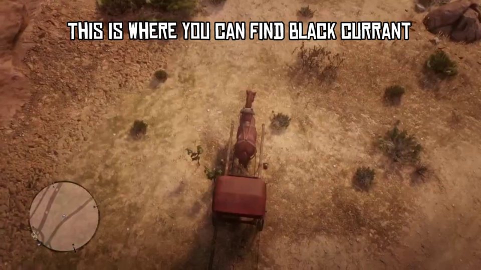 Black currant