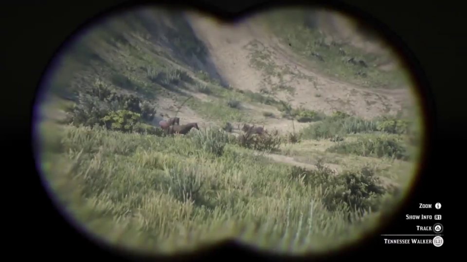 Tennessee Walker near Eris Field
