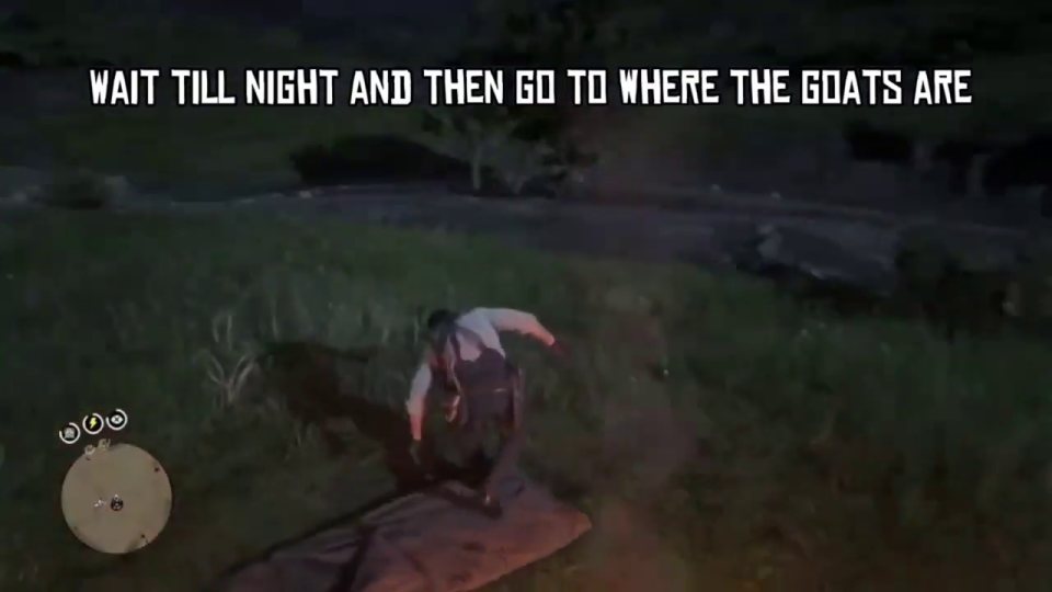 Wait till night at the Emerald Ranch goats