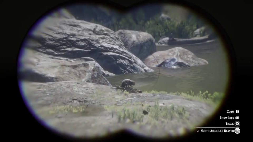Beaver near Owanjila